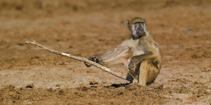 Најглупља слике животиња - мајмун са штапом