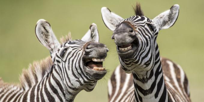 Најглупља слике животиња - зебра