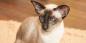 Сијамска мачка: опис расе, карактер и нега
