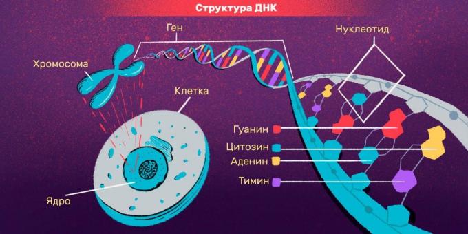 Особни идентификацијски и ДНК тестови: ДНА струцтуре