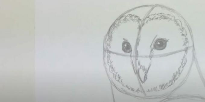 Како нацртати сову: приказати кљун и диск лица