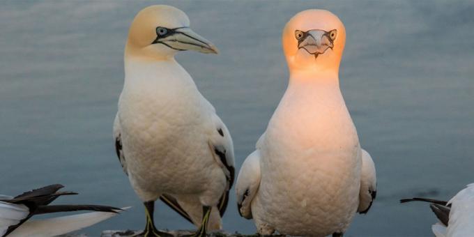 Најглупља слике животиња - птица са светлосном главом