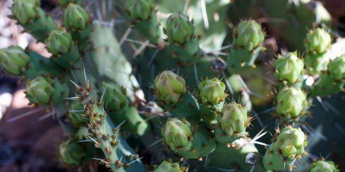 Како да се брину за кактус: кактус пупољци протерани