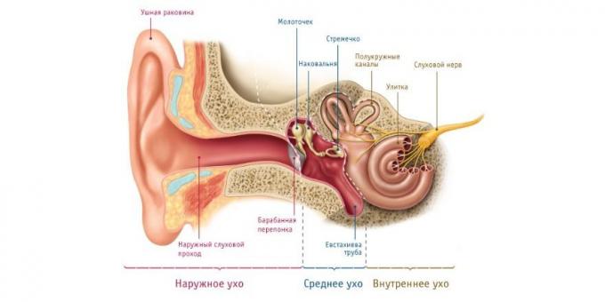 Ако дете има болове уха, постоји физиолошки разлог за то