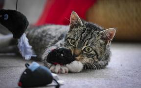 Играчке за мачке: како не би вашег љубимца у виду