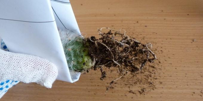 Како да се брину за кактуси кореновог система