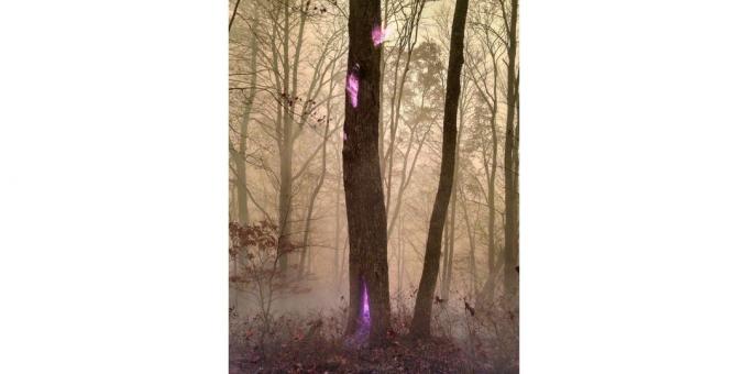 Виолет Фламе дрво