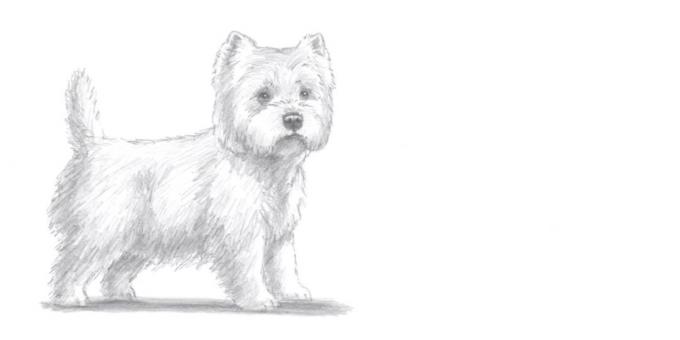 Како нацртати пса стоји у реалистичан стил