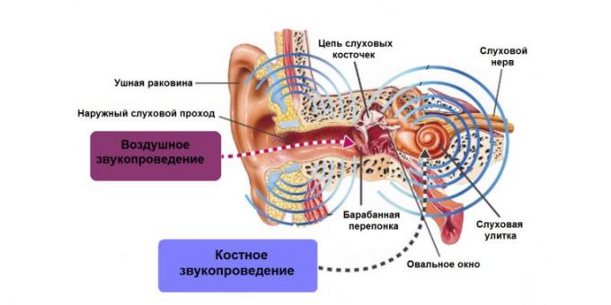 зујање у ушима, ухо структура