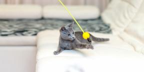 Руска плава мачка: опис, природа и правила неге