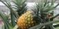 Како да расте ананас код куће: корак по корак водич